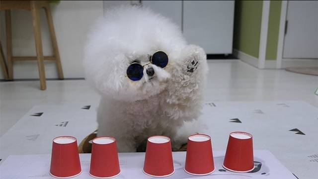 유튜브 채널 '토토튜브(TotoTube)'는 지난 3일 오후 4시 기준 구독자 32.9만명을 보유하고 있다. 콘텐츠에 나오는 토토는 비숑으로 KBS Joy '무엇이든 물어보살'과 '마이 리틀 텔레비전 V2', '신비한 동물사전', '애니멀봐' 등에 출연하며 화제를 모았다. /유튜브 채널 '토토튜브(TotoTube)' 영상 캡쳐