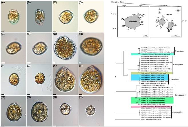 울릉도·독도에서 출현이 확인된 8종의 아열대성 와편모조류 현미경 사진과 계통분류도 및 조사 정점도.