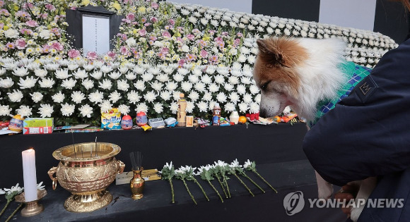 무안국제공항 제주항공 여객기 참사로 주인을 잃은 반려견 푸딩이가 5일 오후 서울시청 본관 앞에 마련된 희생자 합동분향소를 방문하고 있다. 푸딩이는 제주항공 참사 희생자 중 최고령자인 80세 A씨가 키우는 반려견이었다. A씨는 가족 8명과 함께 팔순 축하 해외여행을 떠났다가 돌아오지 못했다. 2025.1.5 [사진=연합뉴스]