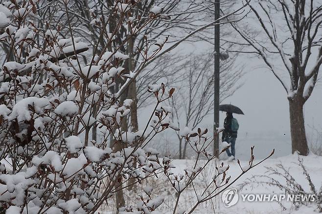 눈 속을 걷는 시민 (춘천=연합뉴스) 강태현 기자 = 강원 내륙과 산지를 중심으로 대설특보가 내려진 5일 오전 춘천 공지천 일대에 많은 눈이 쌓인 가운데 시민이 산책하고 있다. 2025.1.5 taetae@yna.co.kr