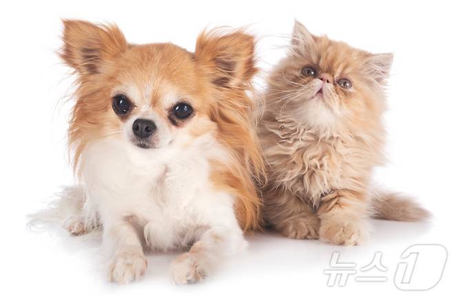 단두종 강아지와 고양이(사진 이미지투데이) ⓒ 뉴스1