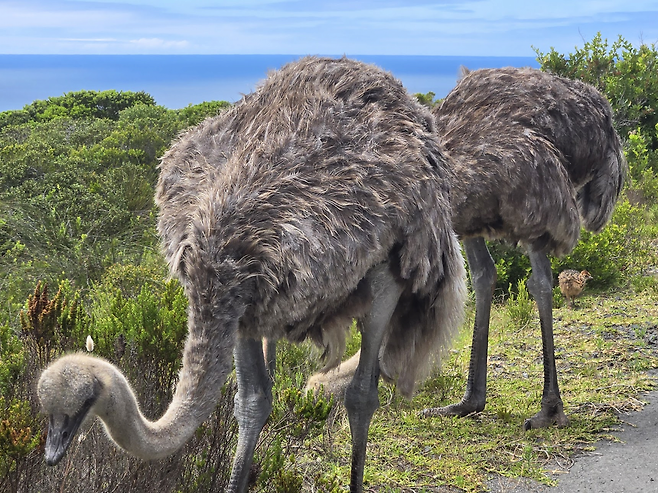 image.png 남아프리카 공화국 여행기!