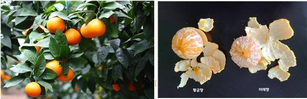 미래향 / 사진 = 농촌진흥청