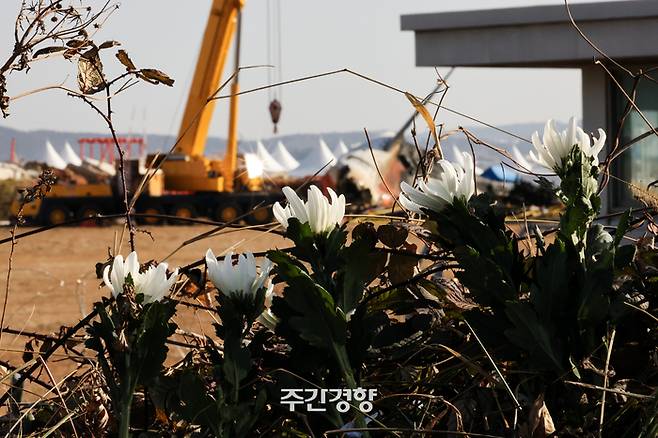 제주항공 여객기 참사 나흘째인 지난 1월 1일 전남 무안공항 사고 현장 인근에 시민들이 가져다 놓은 국화 너머로 사고기의 기체가 보인다. 이준헌 기자