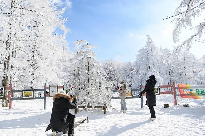 정선 함백산 만항재 설경 [정선군 제공. 재판매 및 DB 금지]