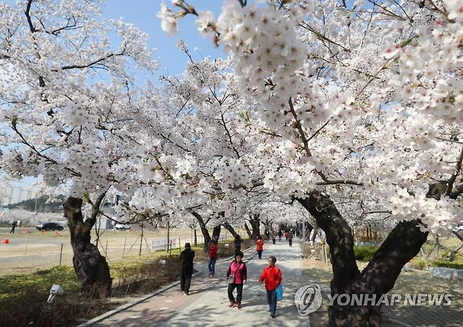울주군 작천정 벚꽃 [연합뉴스 자료사진]