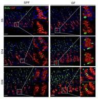 설명) 붉은색(GIF)과 초록색(BrdU) 염색성이 같이 나타나는 부분이 주세포를 나타내며, 관찰 기간이 길어질수록 그림 왼쪽 일반마우스(SPF)에 비해 오른쪽 무균 마우스(GF)에서 주세포의 증가가 위 점막의 기저부에서 뚜렷하게 나타났다.