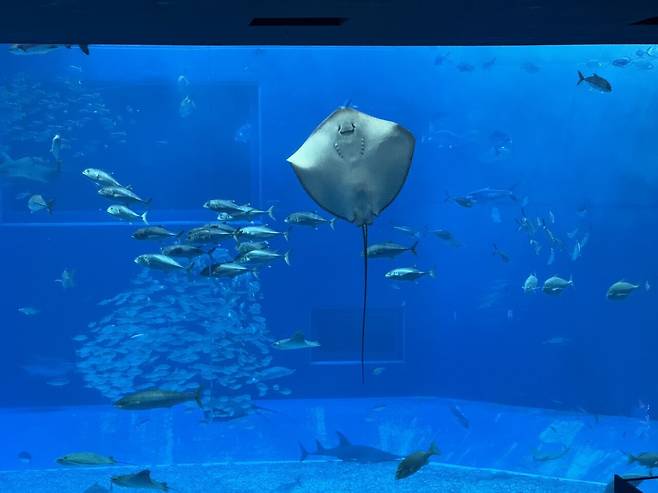 IMG_7619.jpeg 태교여행 오키나와 4박5일 음식 간단리뷰