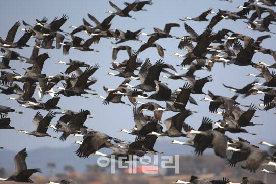 세계적인 철새도래지 충남 서산 천수만에 도래하는 야생조류의 종과 개체수가 꾸준하게 증가세를 보이고 있다. 천수만에서 2015년부터 2024년까지 관찰된 야생조류는 총 303종에 달한다. 사진은 지난해 3월 촬영된 흑두루미 군무. (사진=충남 서산시 제공)