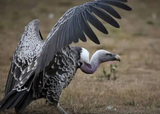 아프리카에 사는 대머리수리 중 하나인 뤼펠대머리수리./Africafreak.com