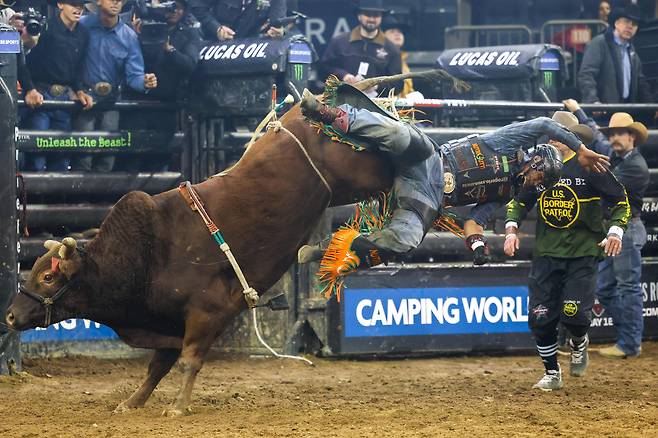 브라질의 로저리오 베난시오가 1월 5일 뉴욕 매디슨 스퀘어 가든에서 열린 2025 프로페셔널 불스 라이딩 '언리쉬 더 비스트' 종목에서 자신이 타고 있던 황소 엑소더스에서 떨어지고 있다./AFP 연합뉴스