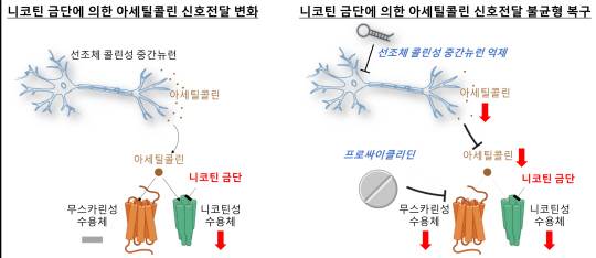 니코틴 금단과 아셀틸콜린 신호전달 균형 가설을 표현한 모식도. 아셀틸콜린 신호 전달에 불균형이 발생할 경우 니코틴 금단 현상이 발생하는데(왼쪽), 뇌 속 선조체 콜린성 중간뉴런을 억제하거나 프로싸이클리딘을 투여할 경우 아셀틸콜린 분비가 줄어들면서 니코틴 금단증상이 줄어든다(오른쪽). 한국과학기술연구원 제공
