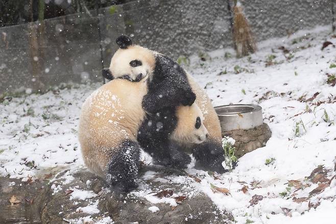 27일 에버랜드에 올해 첫눈이 오는 날, 처음 본 눈이 좋아서 얼싸안은 쌍둥이 판다 루이바오-후이바오. ‘극성 소녀’ 후이바오는 효녀 언니 루이바오가 눈을 너무 좋아한 나머지 자신을 덥썩 껴안자 어리둥절해 하는 표정을 지었다.