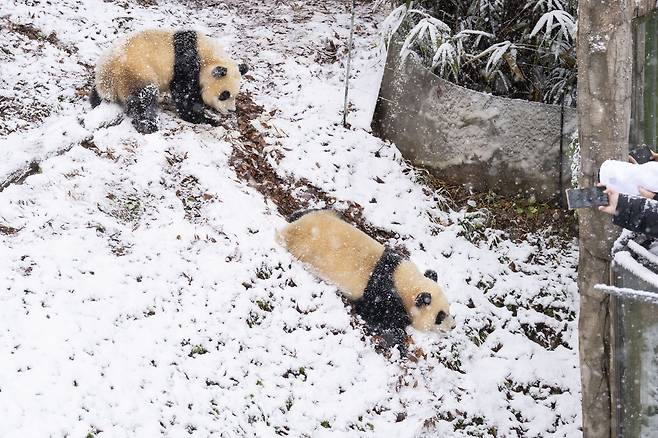 “어, 야야, 이렇게 까지 격하게 뒹군다고?”