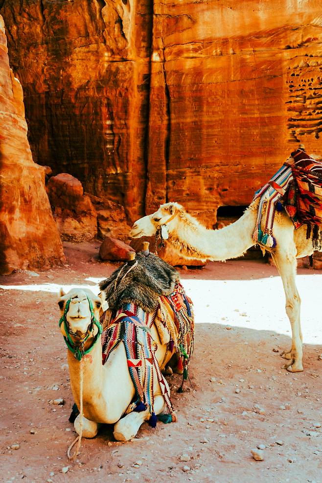 낙타들이 페트라의 사암 그늘 밑에서 쉬고 있다