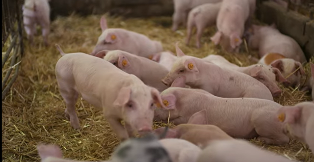 생식기호흡기증후군을 일으키는 바이러스에 감염되지 않도록 유전자 일부를 편집한 돼지. 제너스 제공