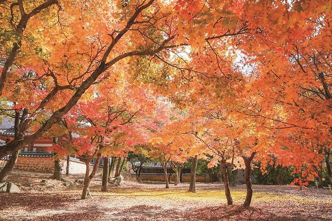 김제 금산사의 산책로가 빨간 단풍옷을 입었다. 사진=김제시