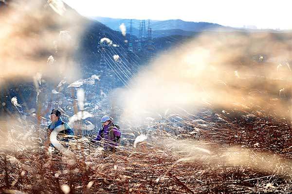 할미산성 억새밭을 걷는 김대영·김광명 독자. 석성산 사면을 따라 송전탑이 아득히 이어진다. 석성산 지나 고속도로를 횡단하는 성산교를 지나면 할미산성에 이른다.