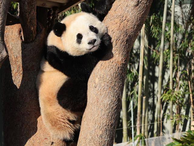 한파가 찾아온 7일 오전 경기 용인시 에버랜드에서 쌍둥이 판다 후이바오가 나무에 올라가 있다. 연합뉴스