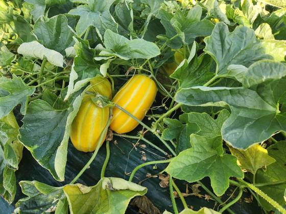 10일 오전 경북 성주군 월항면 보암2리 한 참외 비닐하우스에서 자라고 있는 참외 모습. 김정석 기자