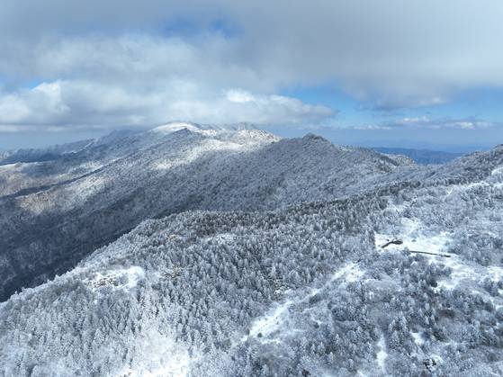 지리산국립공원 세석평전의 구상나무숲이 하얗게 변했다. 국립공원공단 제공