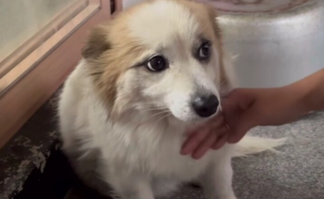 ▲ 동물권보호단체 케어는 지난달 31일 제주항공 참사로 일가족 9명을 잃은 반려견 ‘푸딩이’를 구조했다고 밝혔다. 사진 케어 인스타그램 캡처