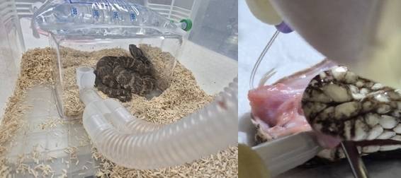 독주머니 제거 수술 중을 위해 마취 중인 살모사(왼쪽). 9시 방향으로 포크 모양의 독니가 보인다(오른쪽). 김정호 제공