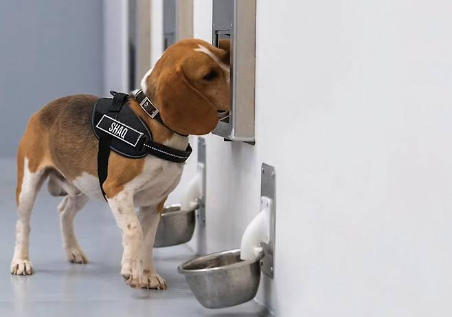 비글 품종인 샤크(SHAQ)는 네 가지 암을 탐지하기 위해 AI와 짝을 이룬 새로운 암 탐지견이다. 비글은 몸집이  작고 훈련하기  쉽다. /스포잇얼리