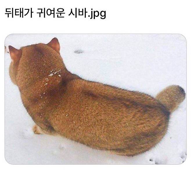 뒤태가 귀여운 시바눈나