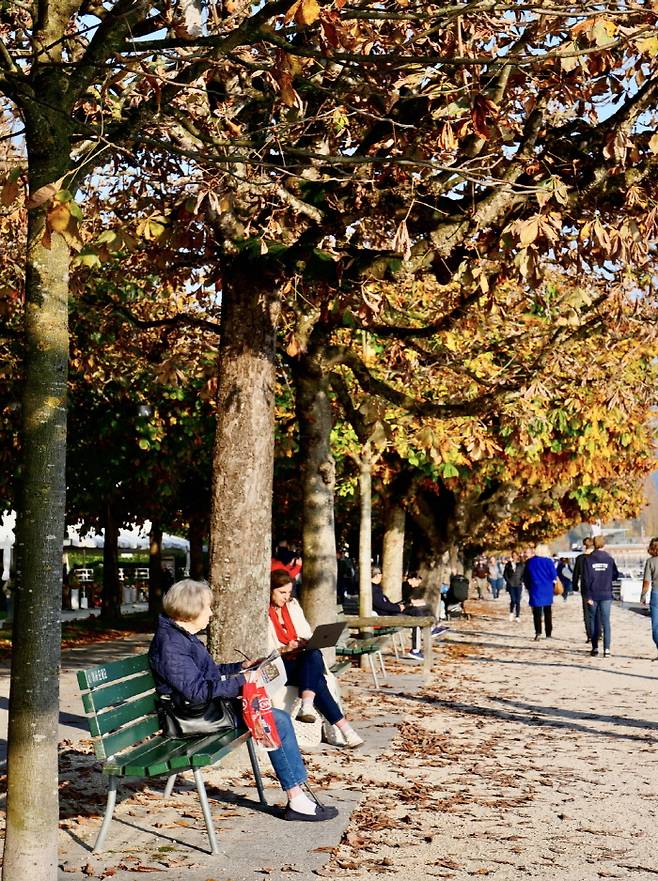 가을을 떨구고 있는 루체른 호수의 플라타너스