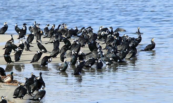 사냥 대기 중인 민물가마우지 [연합뉴스 자료사진]