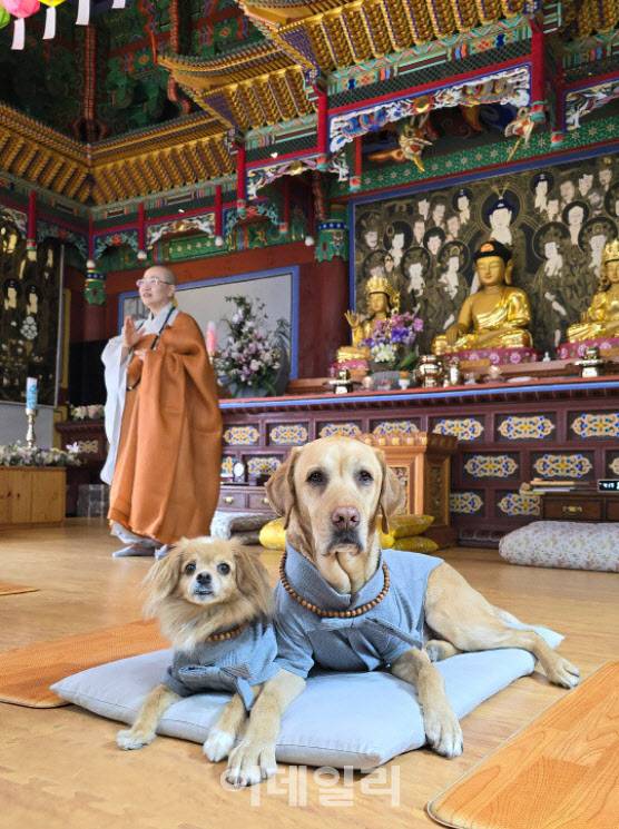 ‘댕플스테이’를 즐기고 있는 반려견들 (사진=반려생활)