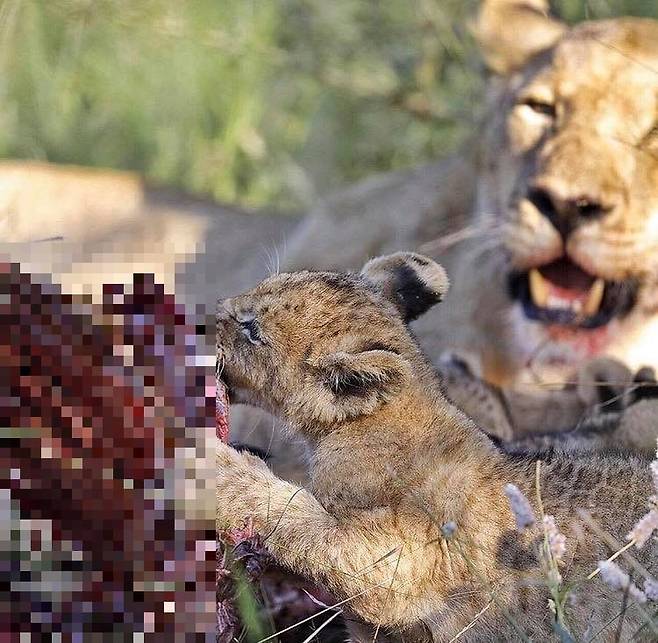 어린 새끼 사자가 어미와 함께 사냥한 고기를 먹고 있다. /Africa Geographic X. Royal Madikwe X