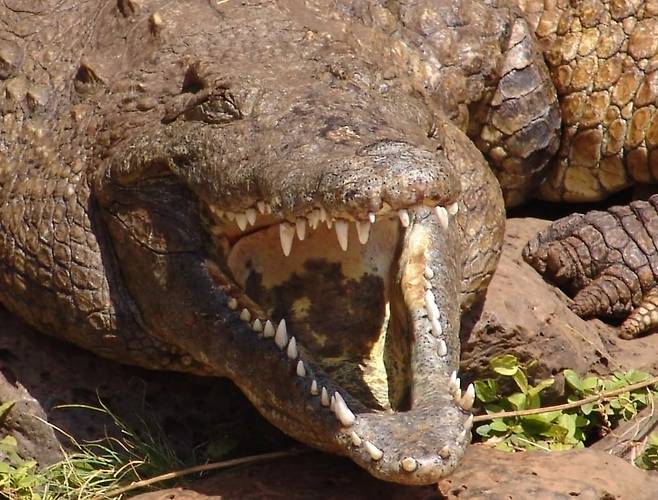 입을 벌리고 일광욕을 취하고 있는 나일 악어./Kenya Geographic