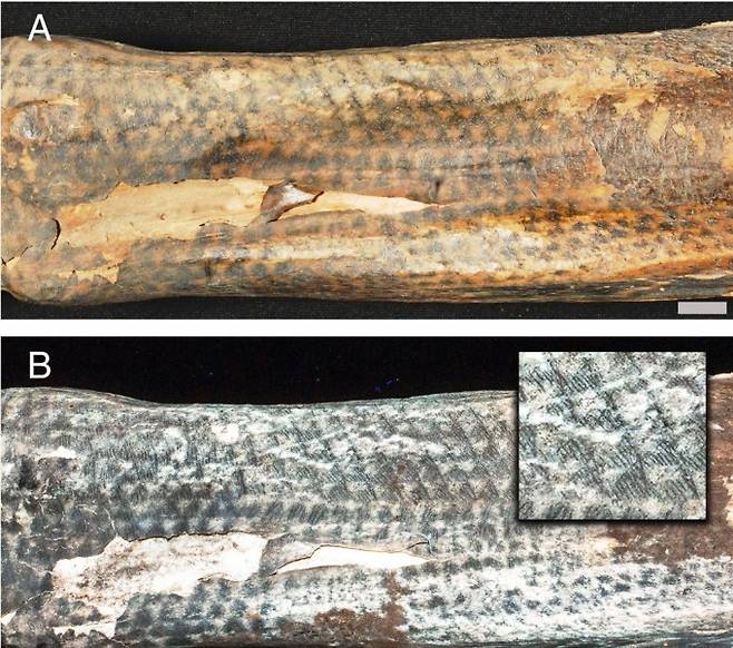 찬카이 문명 미라의 팔뚝에 새겨진 문신. 그림 B는 레이저 기술을 적용해 확인한 것으로 문신의 추가&nbsp;디테일이 확인된다. 미국국립과학원회보 제공.