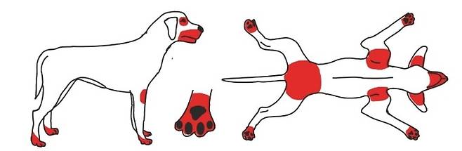 보통 음식 알레르기의 경우 귀 끝, 발끝, 입 주변, 눈 주위, 꼬리와 항문 부분과 같이 사지말단에 피부 증상이 생기는 경향이 있다. 패트릭 헨셀/비엠시(BMC) 수의학 연구