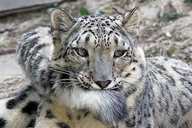 1000005881.jpg 눈표범이 꼬리를 앙~ 물고 있는 이유