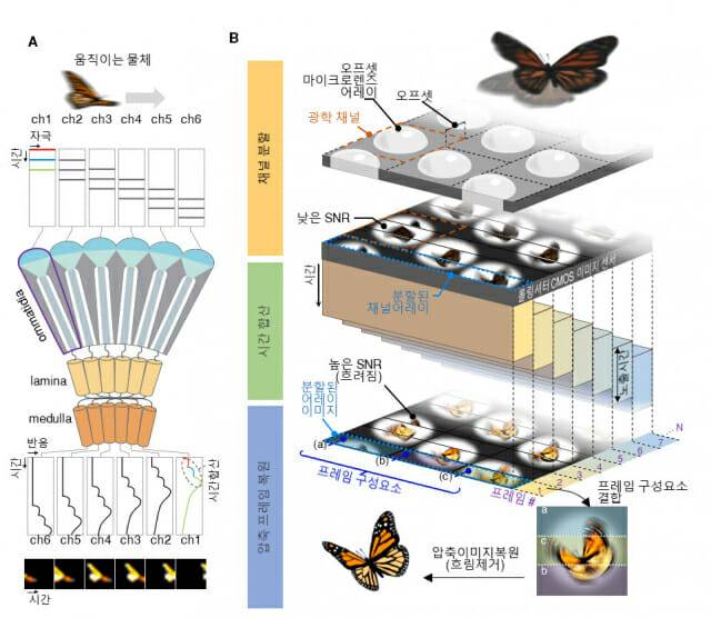 빠른 눈을 가진 곤충의 시각 시스템(A)과 생체모사 카메라 동작 원리(B)를 나타낸 그림.(그래픽=KAIST)