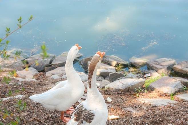 지난해 4월24일 건국대 일감호에 서식하는 ‘건구스’ 모습.[사진제공=건국대]