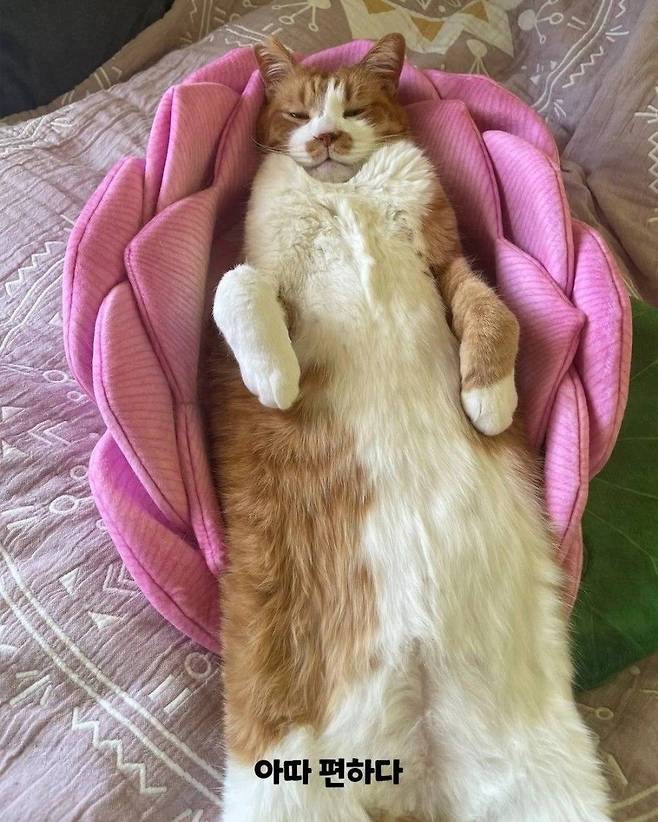 4c0dfa46874f0424c9ffb1d6b9b7bbc3d121fc546699fd7a1b1c57435da475f5.jpg 고양이 연꽃 쿠션 이상과 현실.jpg