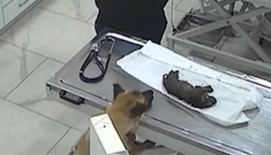 수의사가 새끼를 치료하는 동안 자리를 떠나지 않는 어미 개. 사진 AP통신 캡처