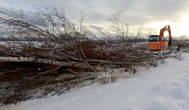 홋카이도 비에이 자작나무 잘린 직후