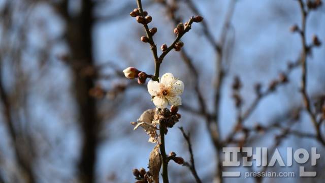 ▲꽃을 피운 광양 소학정 매화ⓒ광양시