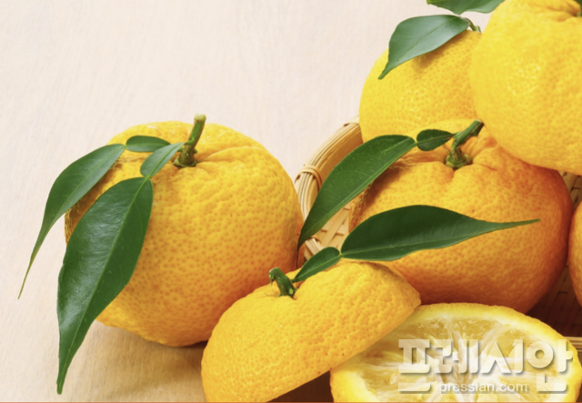 ▲ 유자는 면역력을 높이는 비타민 C가 풍부한 대표적 과일로 음료와 요리에 다양하게 활용이 가능하다. ⓒ 프레시안(문상윤)