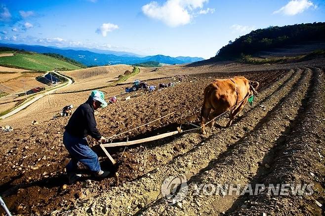 하늘 아래 첫 동네 '안반데기 마을' [연합뉴스 자료사진]