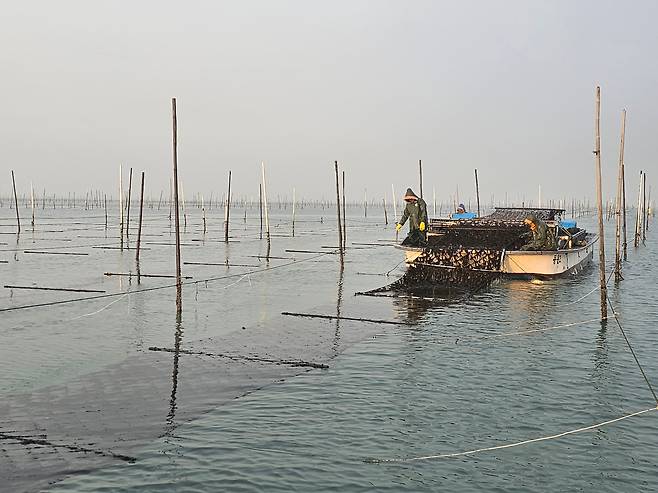 22일 아침 신안 압해읍 송공리 앞바다에 설치된 김 양식장에서 어선이 김 채취작업을 하고 있다. /윤희훈 기자