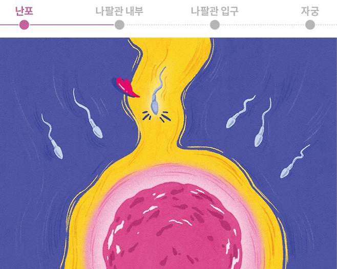 정자를 유도하는 난자의 프로게스테론. 과학동아 제공