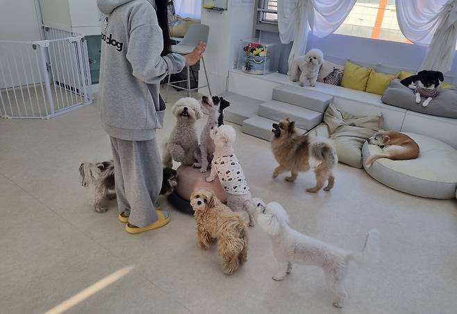 반려동물을 설 연휴 때 맡기는 이유는 다양한데 이 중 국내에 있는 고향을 방문하기 위한 게 대표적이다. 사진은 보호자가 고양이 반려동물 호텔 속 보호 고양이를 안은 모습. [캣츠아일랜드 ]