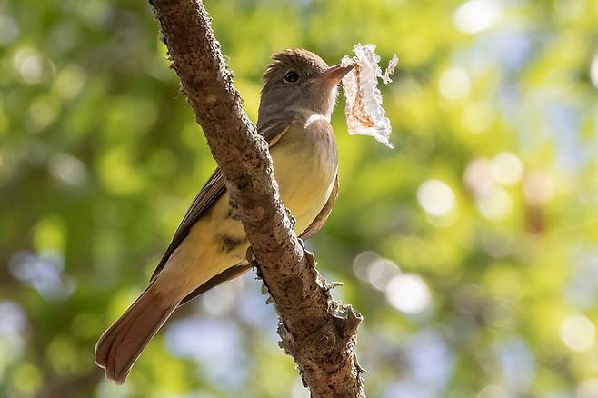 뱀 허물을 물고 있는 새. 사진=Barbara Taylor/Macaulay Library