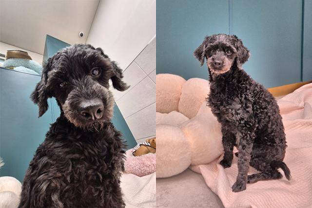 동물자유연대 동물보호센터인 온센터에서 지내고 있는 깜동이. 다른 개 친구들과도 잘 지낸다. 동물자유연대 제공